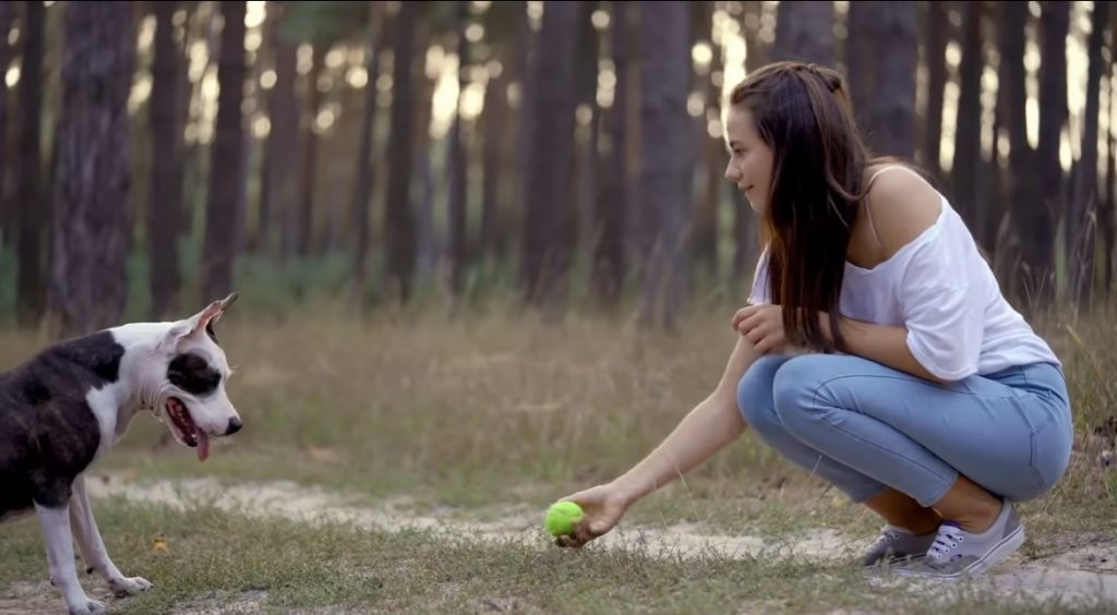 Otkriveno Nau Nici Objasnili Da Li Zaista Psi Li E Na Svoje Vlasnike