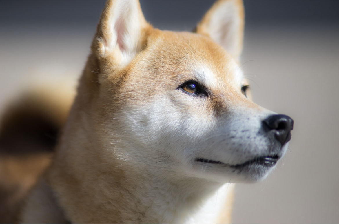 NEOBIČNA AUKCIJA U KINI: Napušteni pas prodat za skoro 22.000 evra!