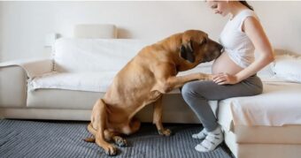 ODMAH OSETE PROMENU: Da li psi mogu da nanjuše trudnoću?