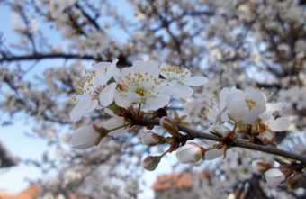 TEMPERATURA IZNAD PROSEKA: Vremenska prognoza za 13. april!