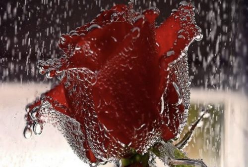 Red ljubavni rose sat Rooting Roses: