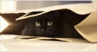 SUJEVERJE: Mnogi veruju da crne mačke doneose nesreću, a evo zašto ih nikako ne smet terati sa kućnog praga!