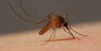 KOJI SU SIMPTOMI VIRUSA ZAPADNOG NILA I U KOJIM SLUČAJEVIMA HITNO TREBA POTRAŽITI POMOĆ: Evo kako da smanjite RIZIK od ujeda zaraženog komarca!