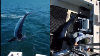NEOBIČAN NAPAD AJKULE: Pogledajte trenutak kada morska zver upada na brod! (VIDEO)