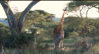 STRAŠNO: Uginula žirafa bačena lavovima u zoo vrtu!