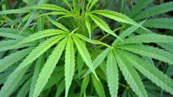 ZEMUN: Policija zaplenila 30 kilograma marihuane i uhapsila osumnjičene!
