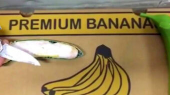 BAR: Obustavljena istraga za šverc pola tone kokaina u bananama, NIKO NIJE KRIV!