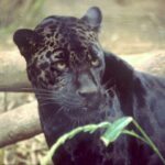 Panter