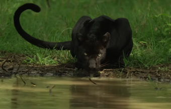 Nije znala o kojoj životinji se radi: Devojka i crni panter privukli pažnju celog sveta VIDEO