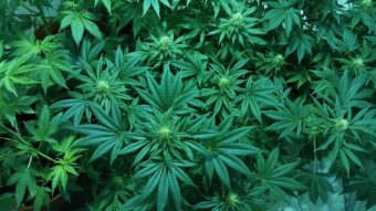 BOR: Policija pronašla laboratoriju za uzgoj marihuane u veštačkim uslovima!