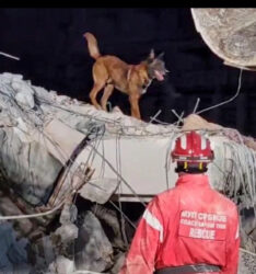 SRPSKI “VATROGASAC” HEROJ: Zigi nanjušio živu osobu pod ruševinama u Turskoj!