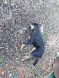 GROCKA: Otrovani psi nepomično leže na livadici kraj Dunavskog keja!