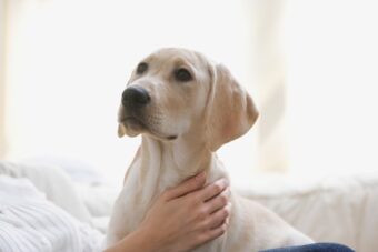 Veterinarke otkrile koje namirnice su otrovne za pse: SVAKODNEVNA HRANA ZAPRAVO OTROV