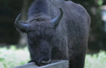 TUŽNE VESTI SA FRUŠKE GORE: Uginuo bizon Đuka