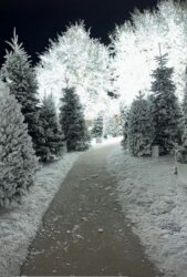 KIM KARDAŠIJAN NAPRAVILA BAJKU SVOJOJ DECI U DVORIŠTU! Iznajmila stotine borova, a dvorište posula veštačkim snegom