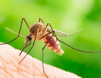SAZNAJTE! Koje su to tri prirodne metode za odbranu od komaraca