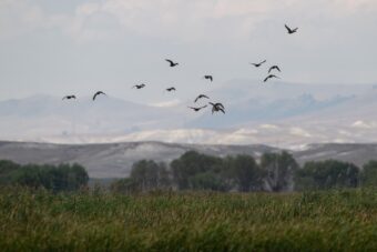 MRTVE PTICE PADAJU SA NEBA: Gomile uginulih životinja po ulicama prestonice! Apel građanima da se NE PANIČI