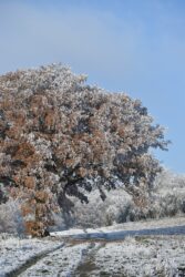 NA PEŠTERU MINUS! Ovo je LEDENA TAČKA SRBIJE gde su ljudi već spremni za zimu