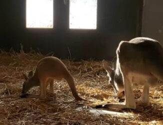 U BEOGRADSKI ZOO VRT STIGLA PRINOVA: Na svet došlo mladunče crvenog kengura, a svi mogu da učestvuju u davanju imena, evo i kako! (VIDEO)