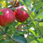 jabuka kraljica zdravlja Foto:Pixabay jabuka