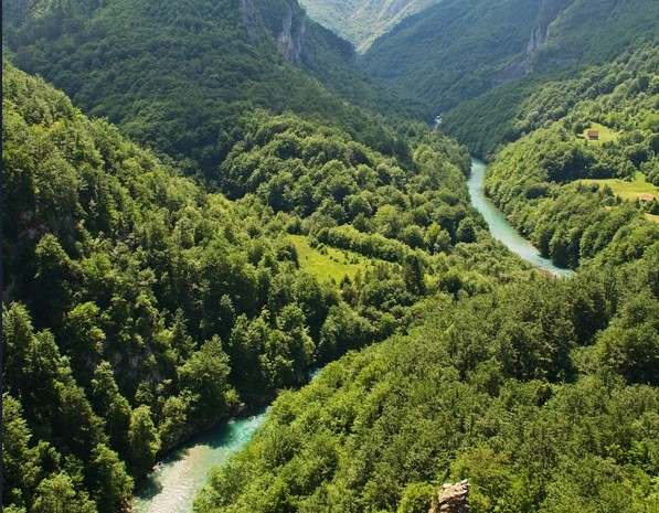 Upućen hitan apel! MEČKA SA TRI MEČETA VEĆ MESEC DANA KOD PERUĆCA!
