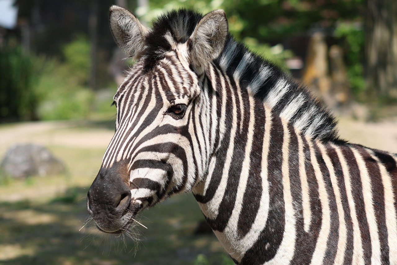 Zebra povredila dete i muškarca u Zoo vrtu
