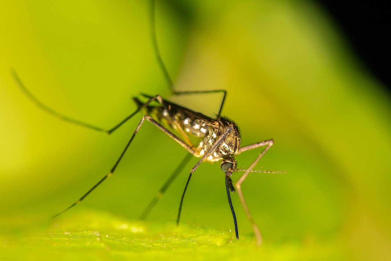PANIKA! ZARAŽENI KOMARCI I KOD NAS! Virus se prenosi na ljude