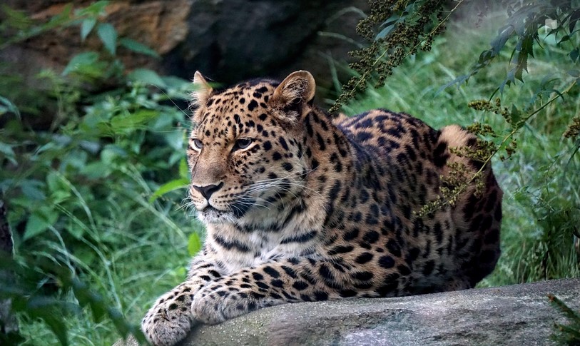 Radnik zoološkog vrta preminuo nakon napada leoparda!