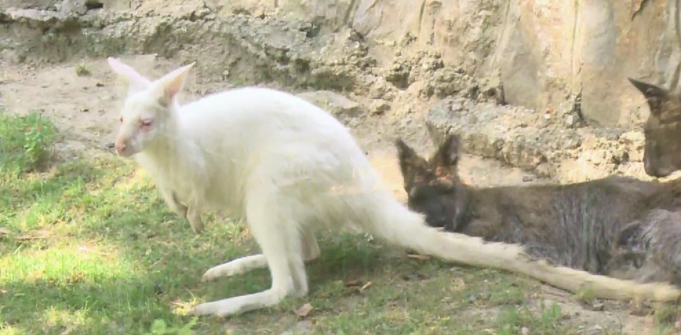 NOVA ZVEZDA BEOGRADSKOG ZOO VRTA TRAŽI IME!