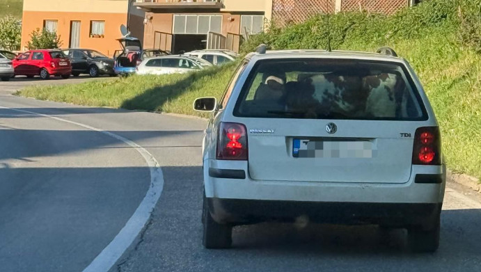 NESVAKIDAŠNJA SCENA NA CESTI: Vozač Passata povezao zanimljivog suvozača, a svi se pitaju samo jedno: KAKO?
