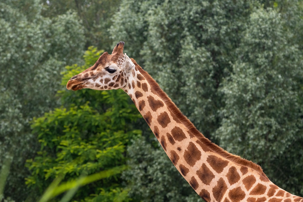 POŽAR U ZOO VRTU! Nastradalo 29 životinja
