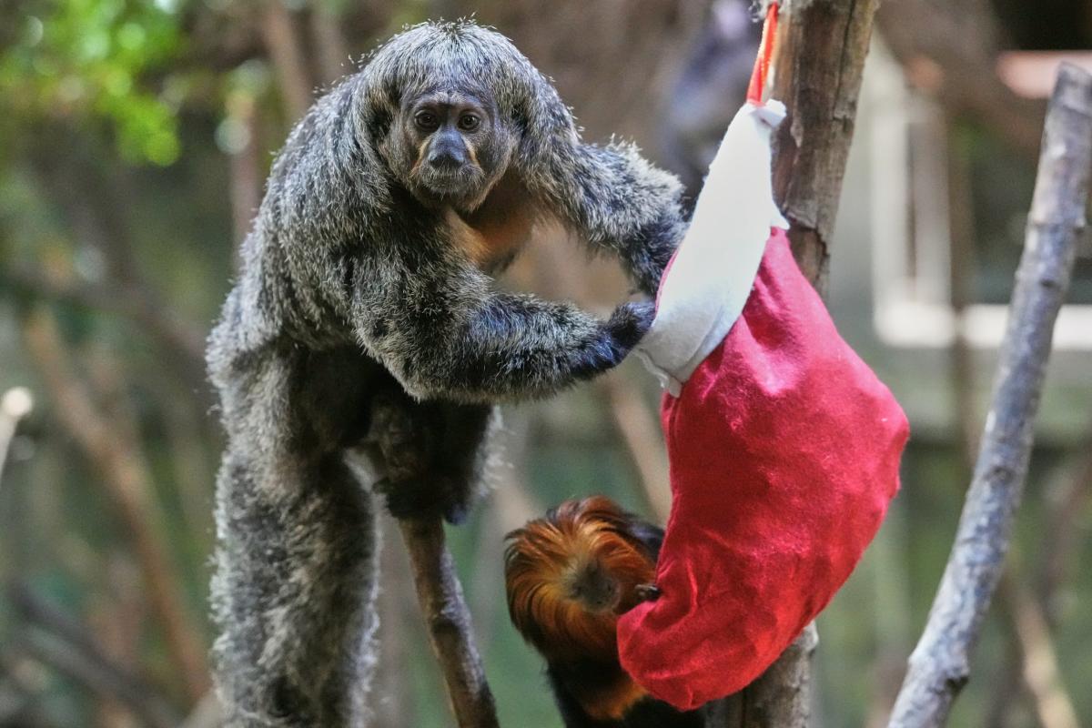 ZOO VRT, majmun