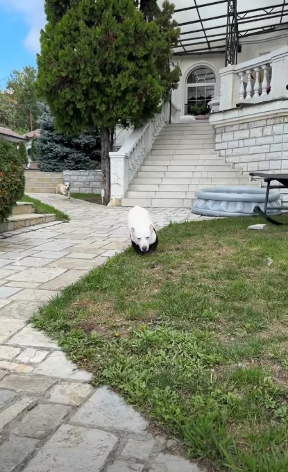 Dom Jelene Karleuše